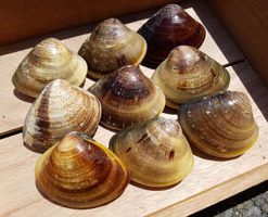 三重県産特大蛤 – マルヨシ水産 公式オンラインショップ