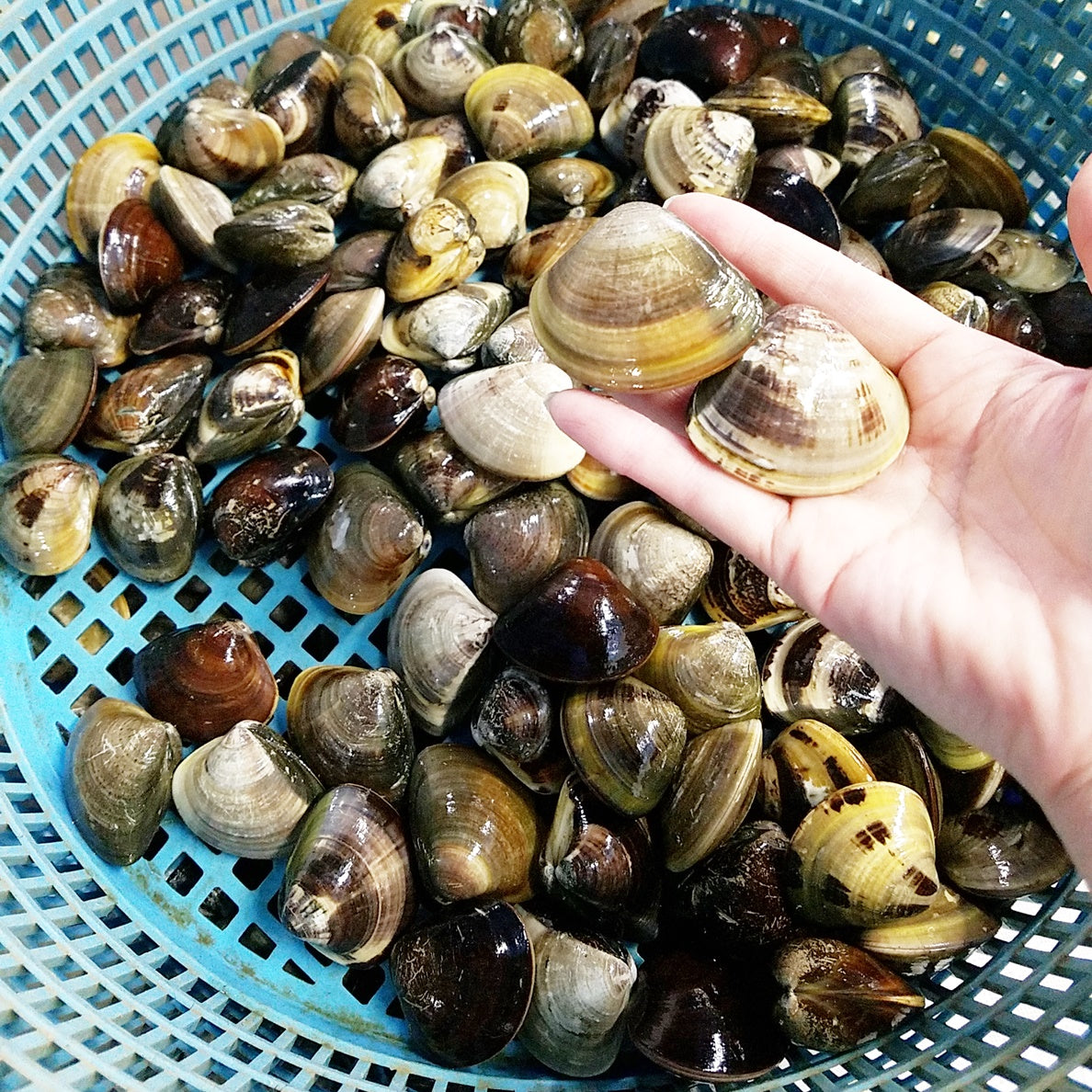 マルヨシ水産 公式オンラインショップ