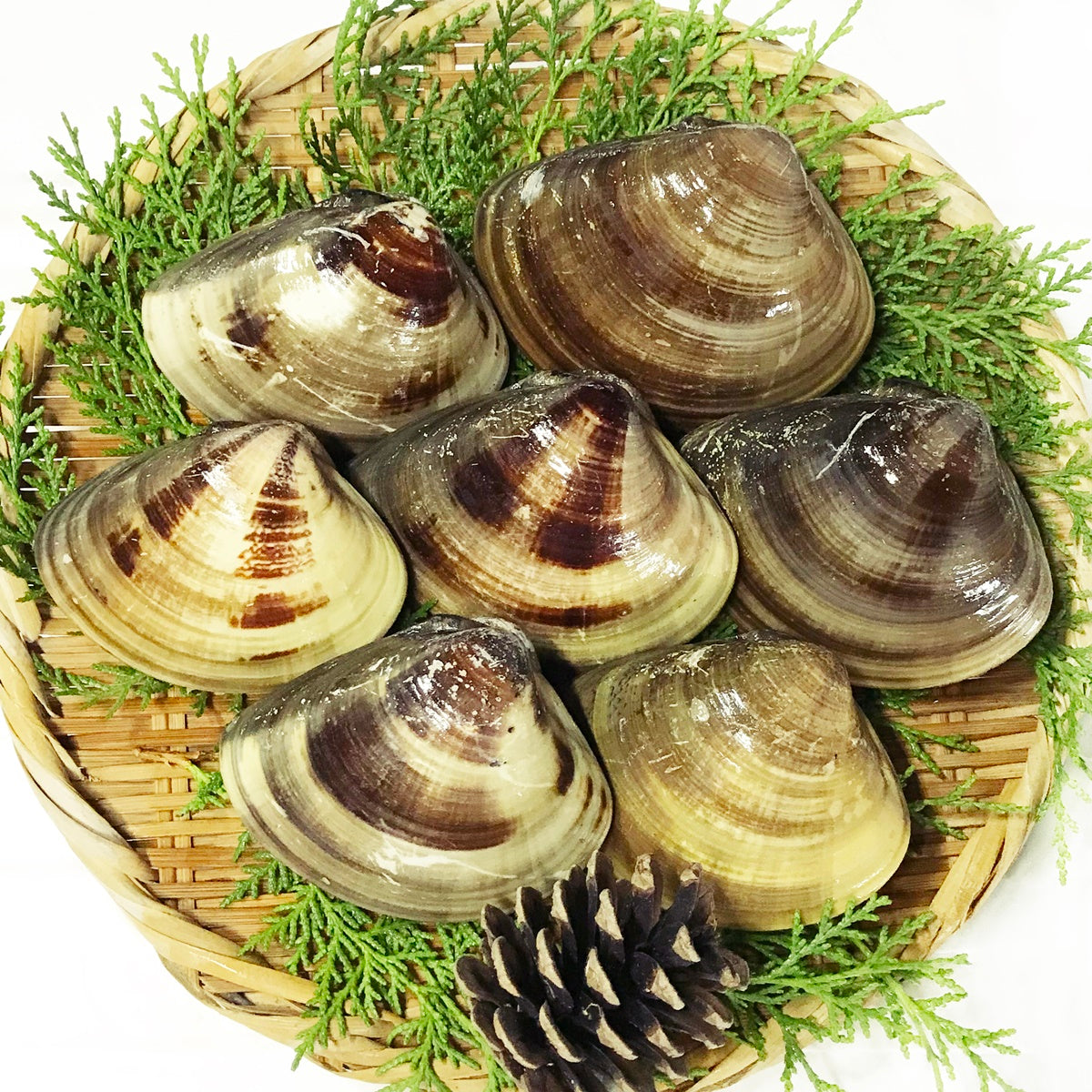 【極美品】蛤形向付け8点セット 箱無し 公式オンラインショップ マルヨシ水産 食器